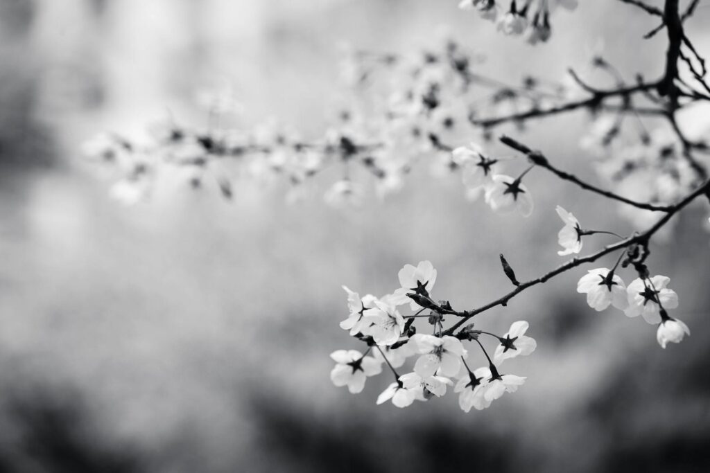 Beautiful black and white photo of cherry blossom branches with a serene background.